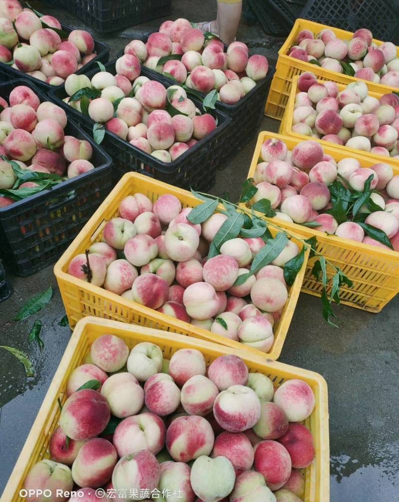 陕西毛桃突围桃夏红北京7号千亩货源量大从优