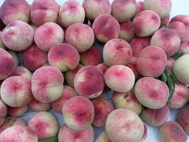 陕西毛桃突围桃夏红北京7号千亩货源量大从优