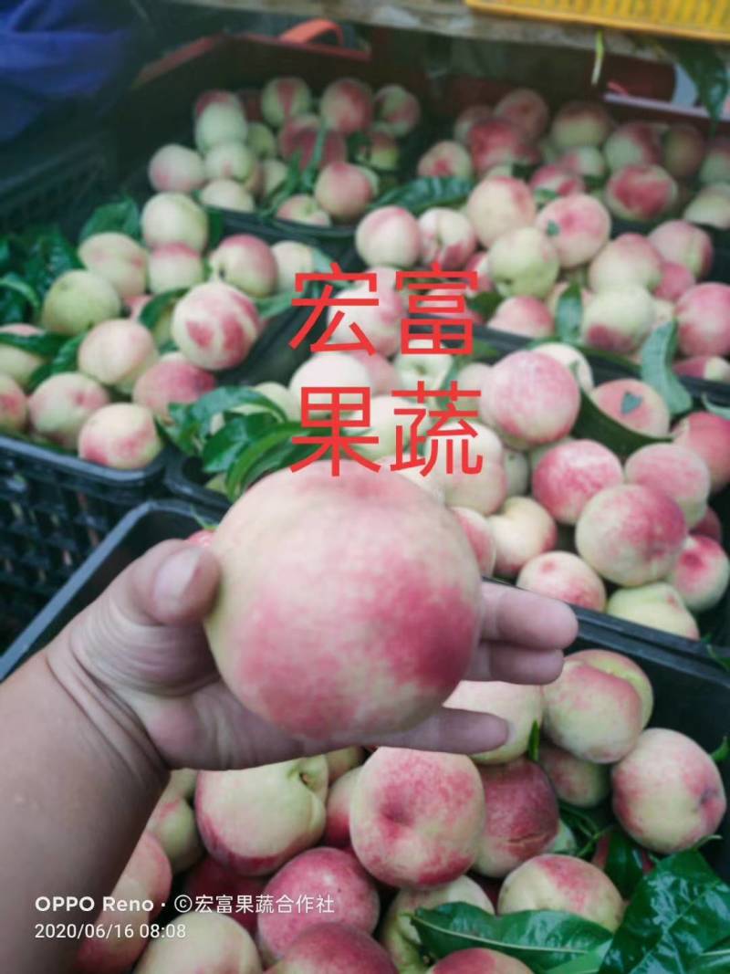 陕西毛桃突围桃夏红北京7号千亩货源量大从优