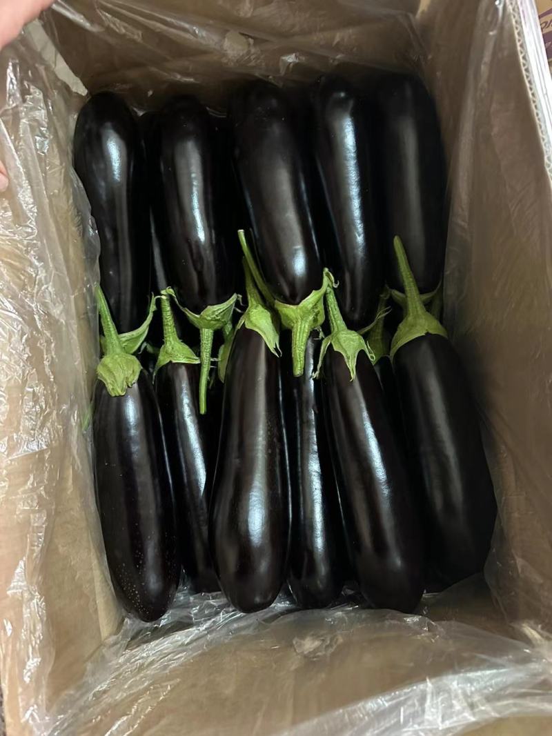 精品长茄