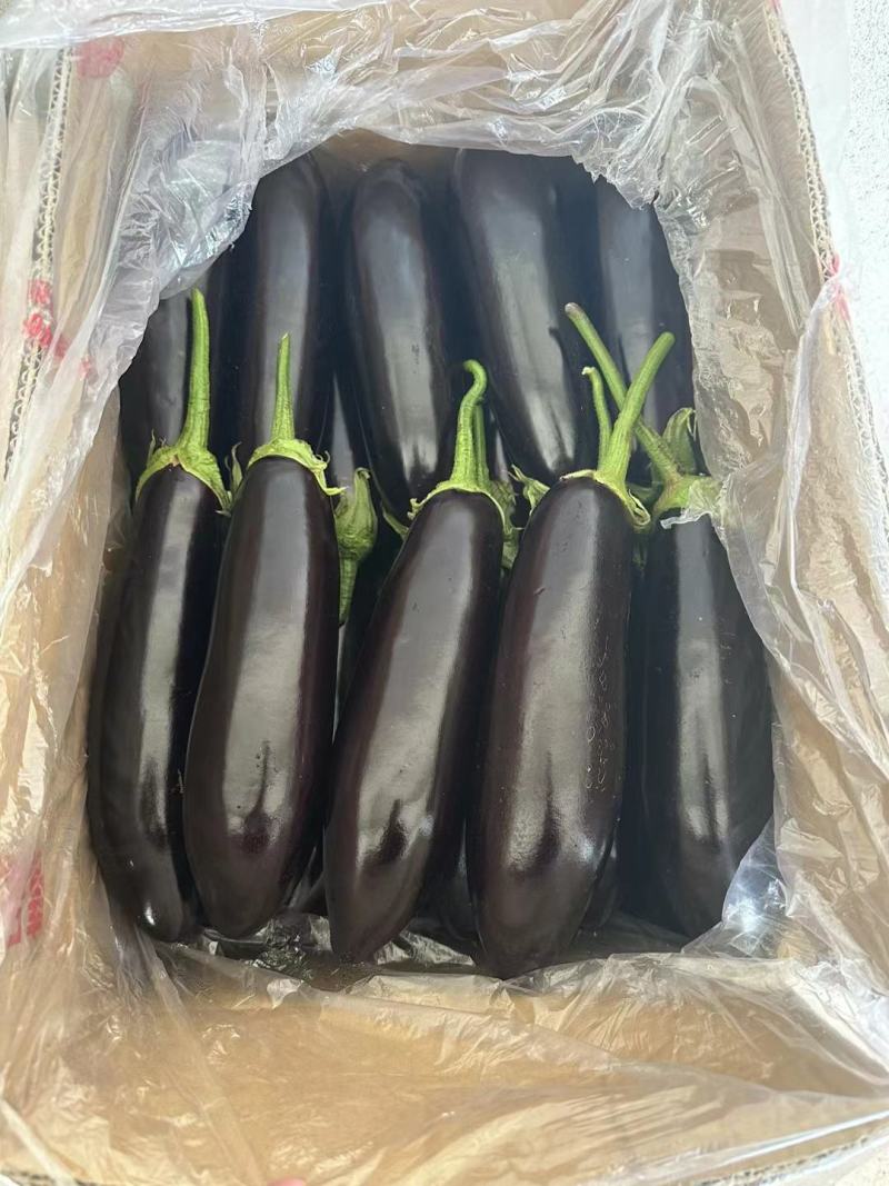 精品长茄