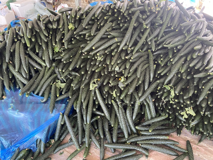 展示几根形态异常、扭曲的小黄瓜,背景为绿色田园环境 小黄瓜扭的形态展示