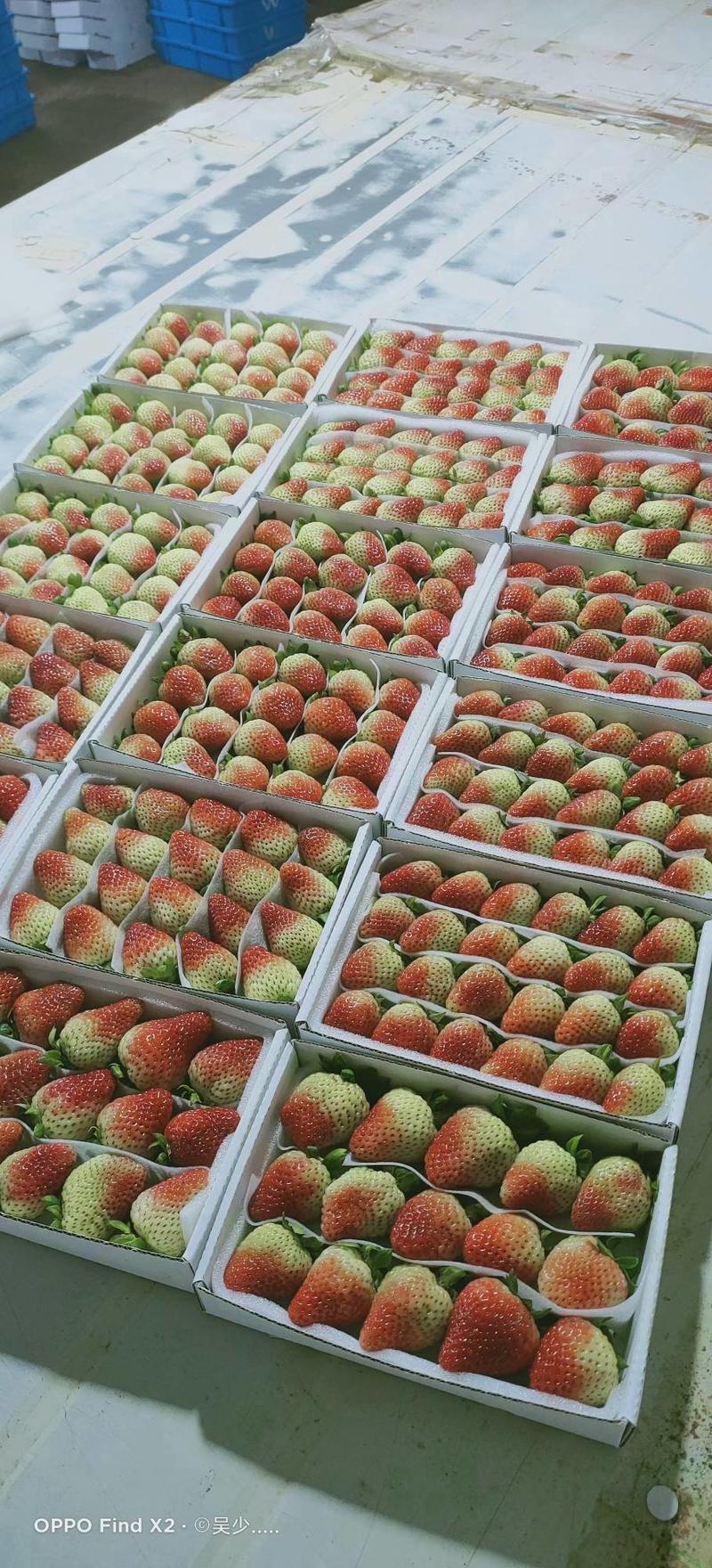 云南夏季草莓商用草莓蒙特瑞草莓四季草莓一手好货