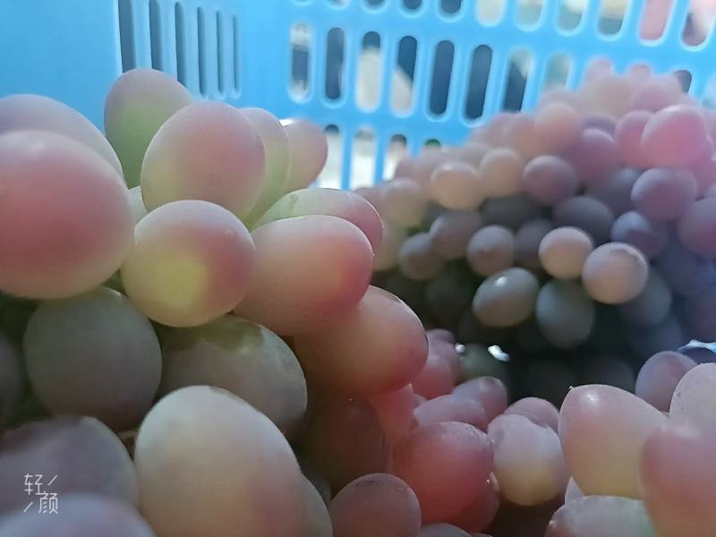 这是一款自带花香、纯甜无核的早熟葡萄，产自云南弥勒，品质