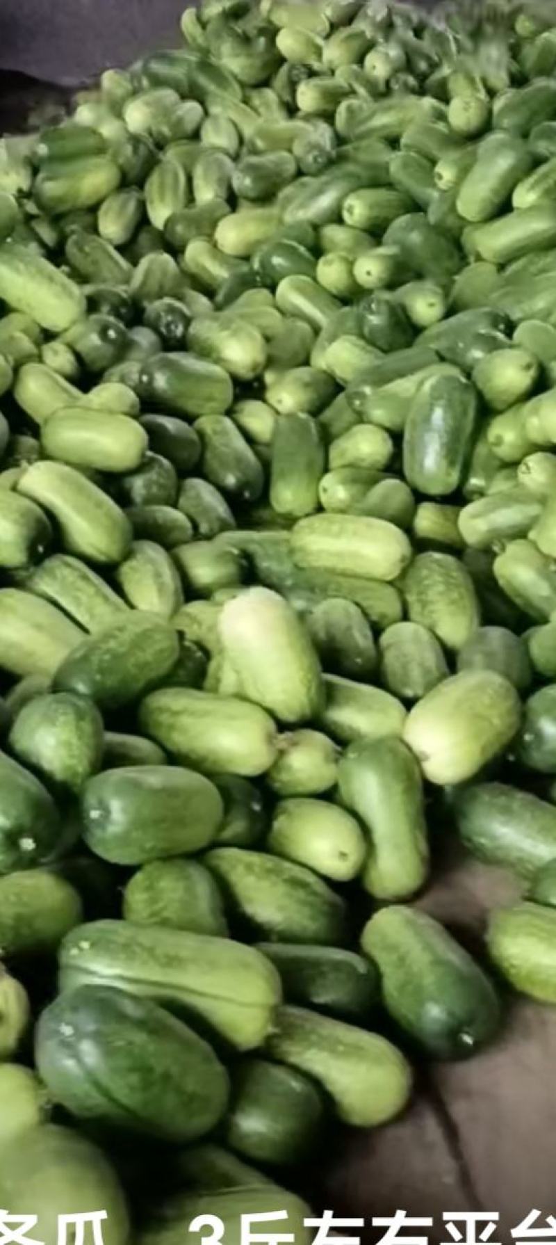 精品小东瓜
