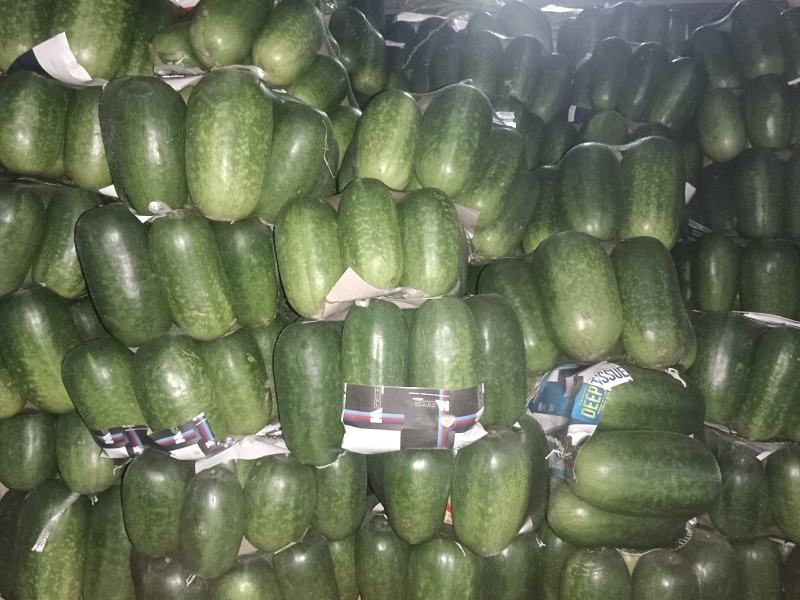 精品小东瓜