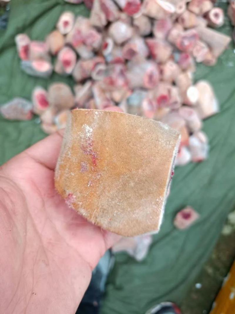 梅花鹿茸副角中段下段鹿茸含血鹿乡产地直发