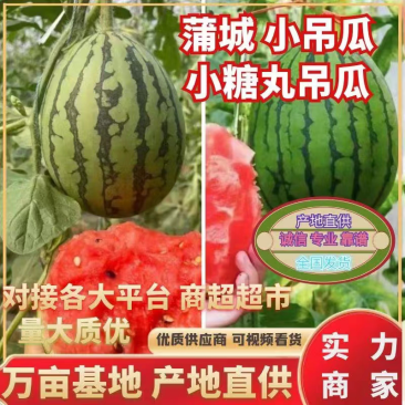 陕西蒲城手剥冰淇凌糖丸无籽吊篮西瓜现已大量上市
