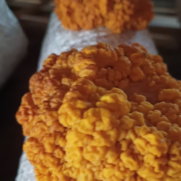 金耳菌