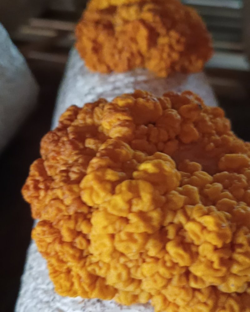 金耳菌