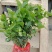 广西南宁横县黎家重瓣茉莉花窝苗盆景花卉盆栽绿植茉莉花