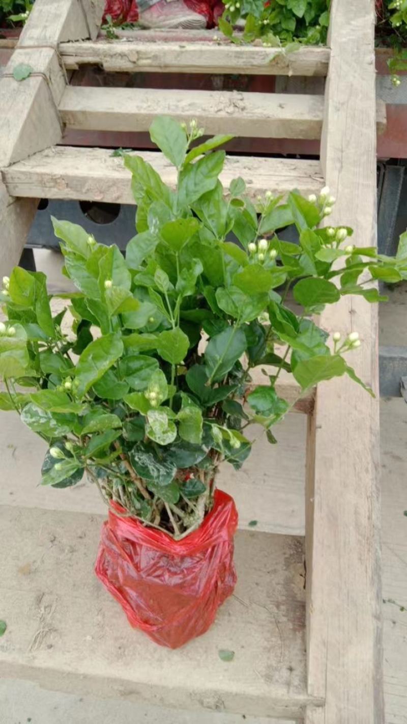 广西南宁横县黎家重瓣茉莉花窝苗盆景花卉盆栽绿植茉莉花