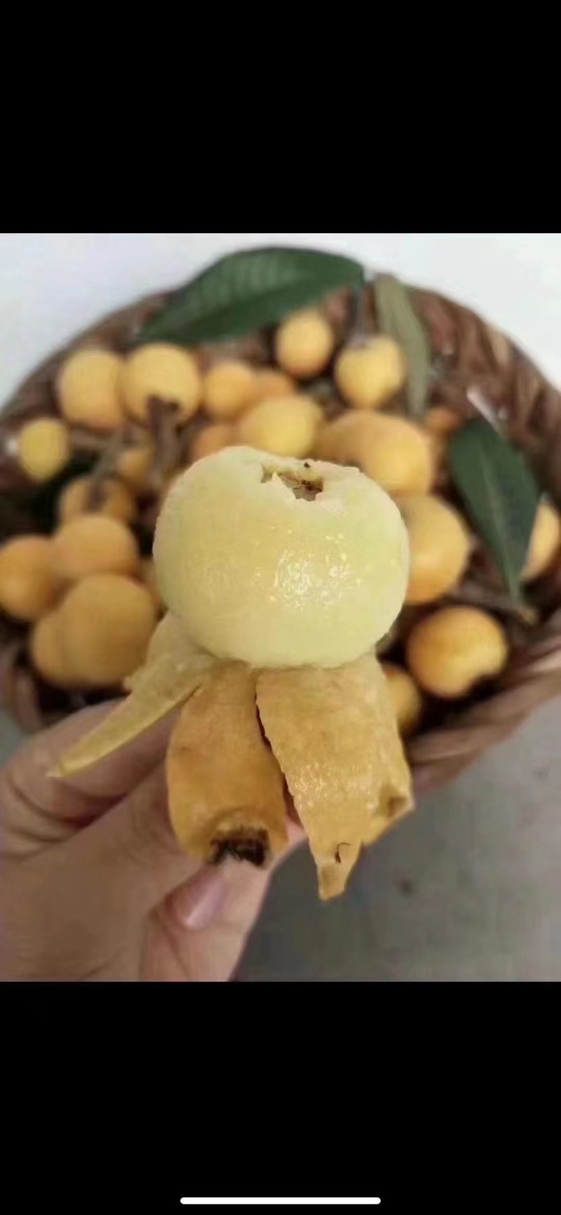 东山白玉枇杷