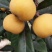 东山白玉枇杷