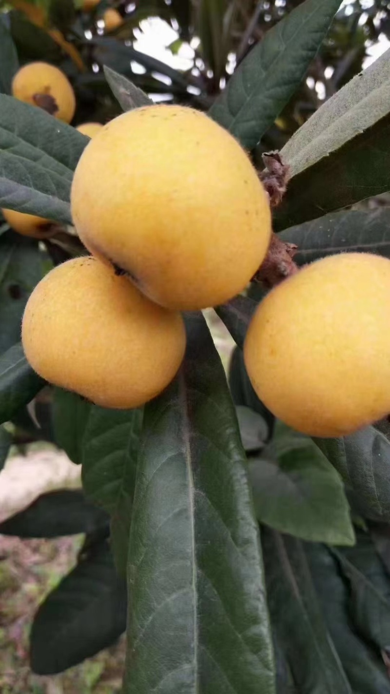 东山白玉枇杷