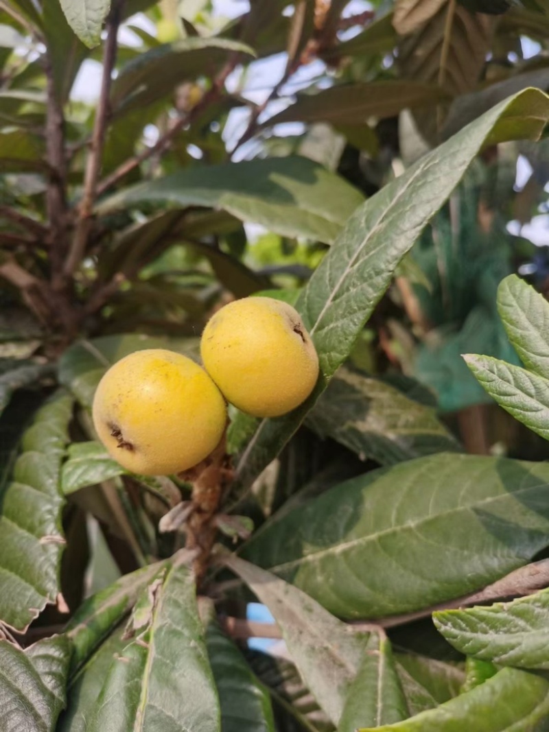 东山白玉枇杷