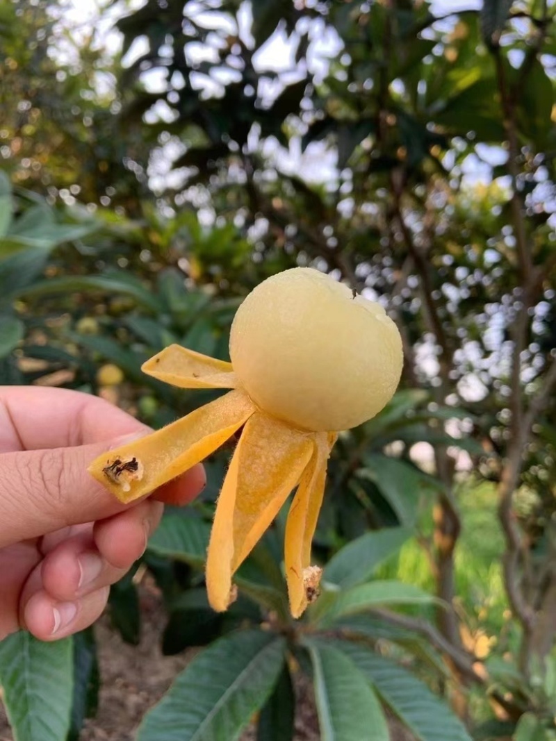 东山白玉枇杷