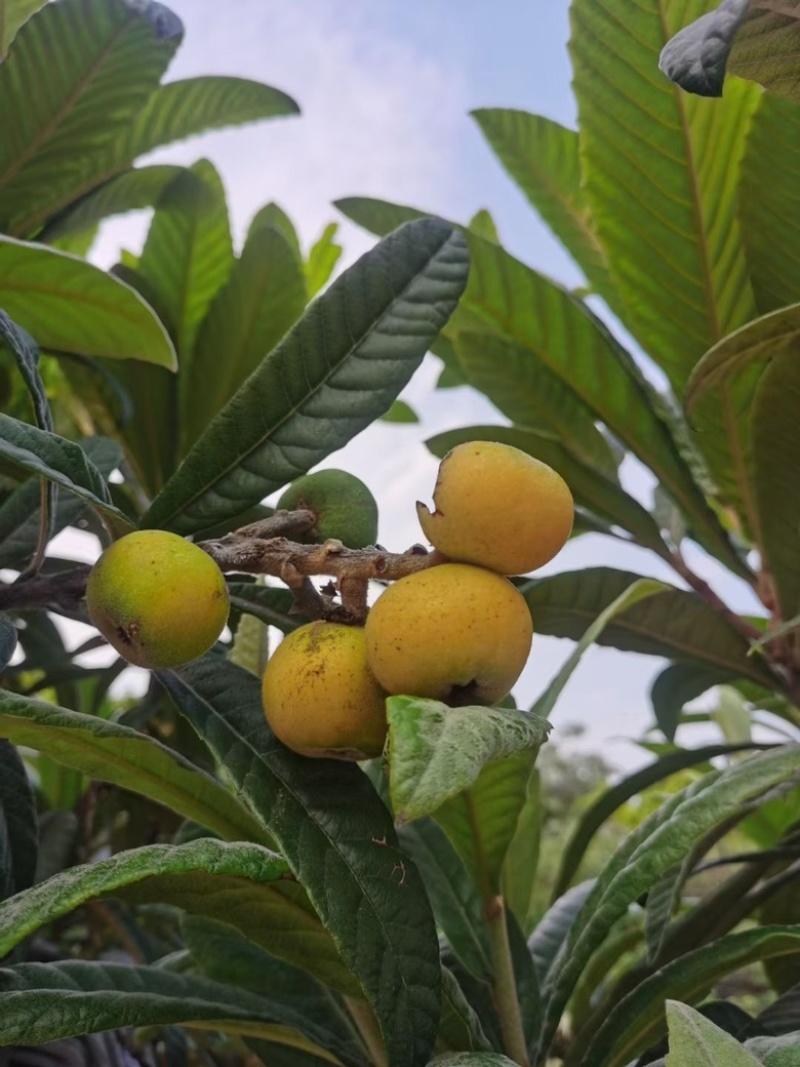 东山白玉枇杷