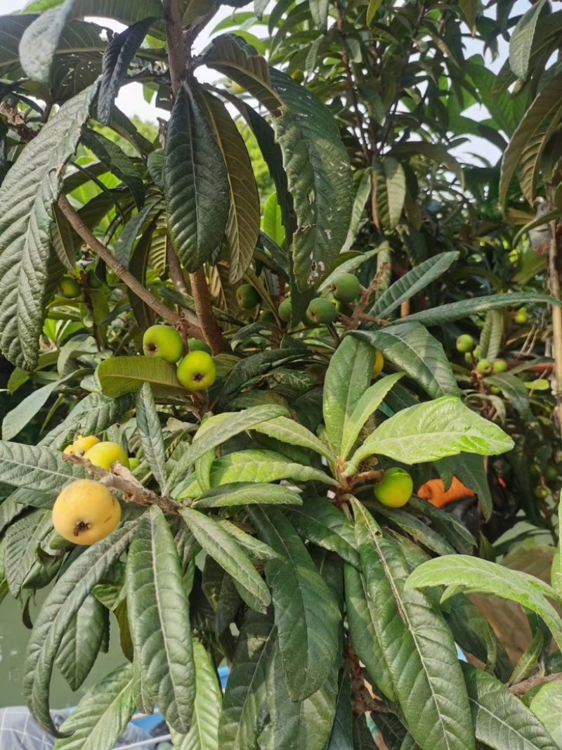 东山白玉枇杷