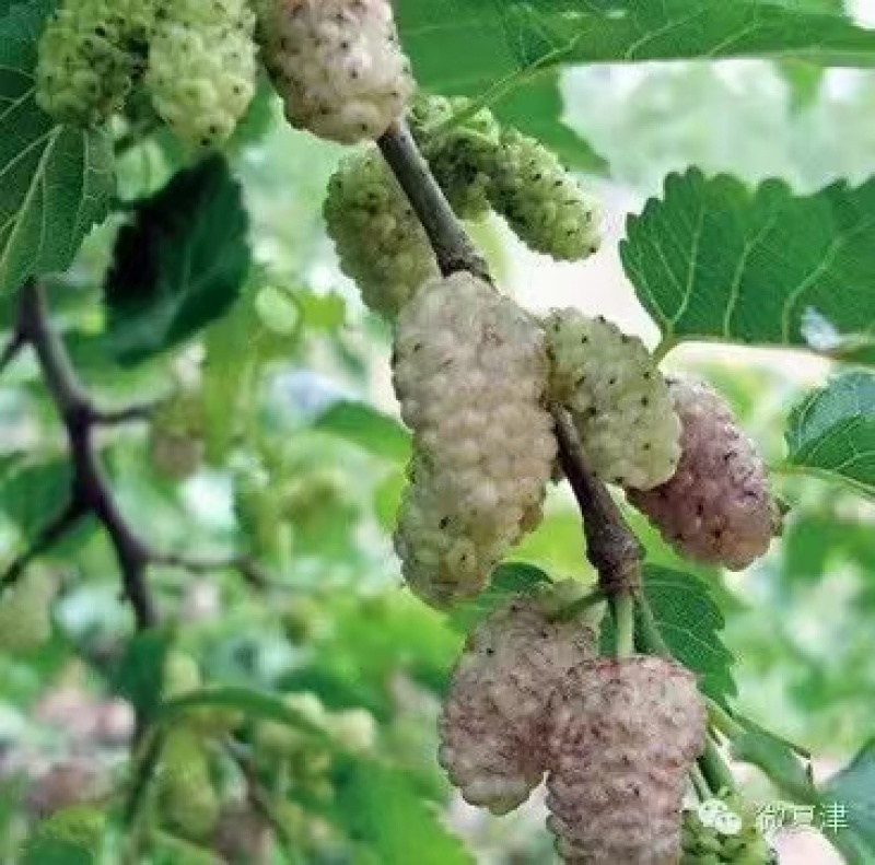 桑椹