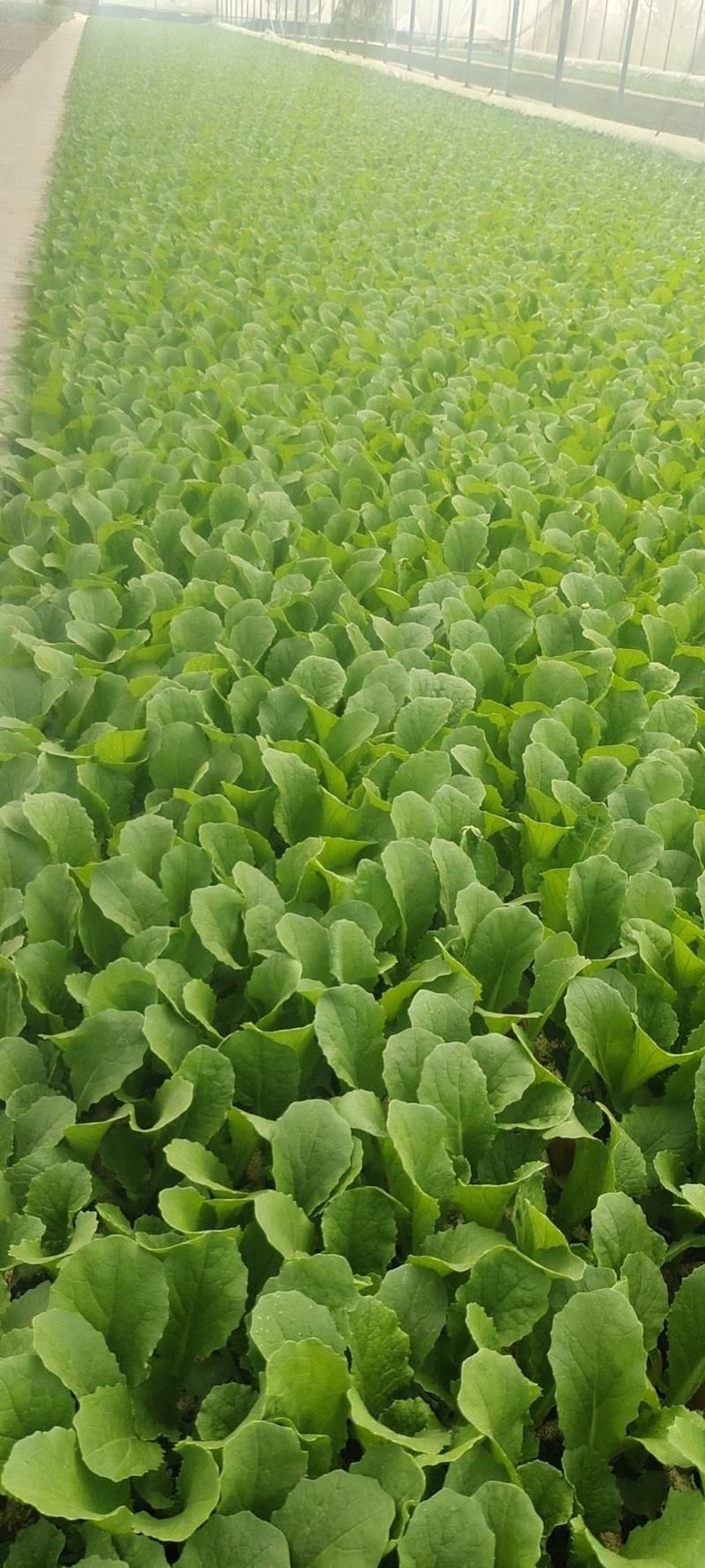 白菜苗耐热耐抗寒耐潮湿高产抗病毒夏季冬季白菜苗，正规苗厂
