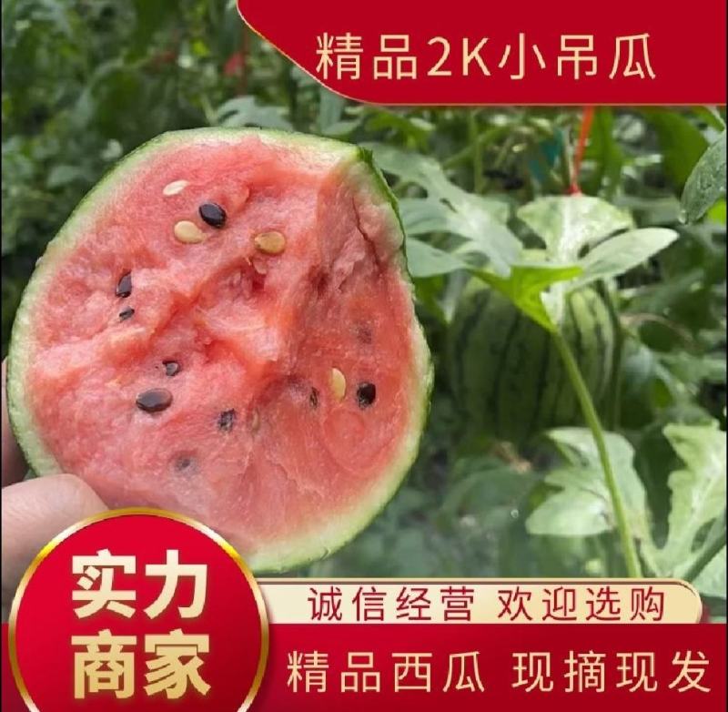 2K糖丸小吊瓜，皮毛好，糖度高。代发全国。