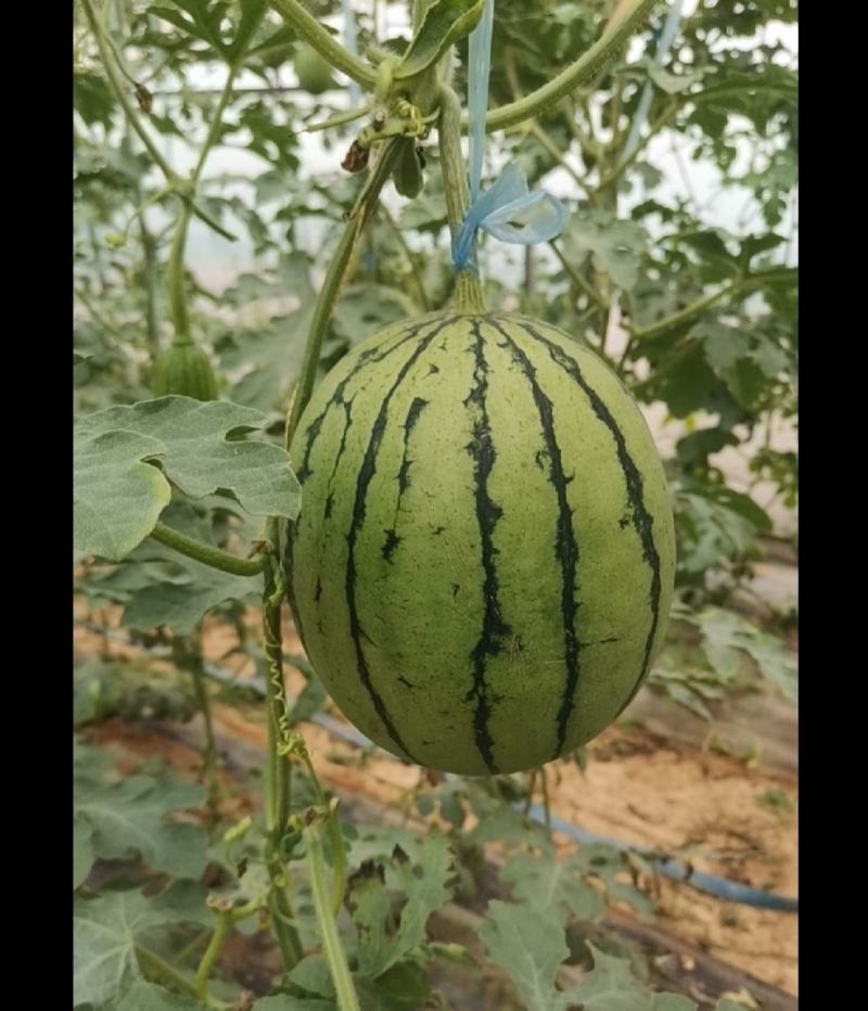 2K糖丸小吊瓜，皮毛好，糖度高。代发全国。