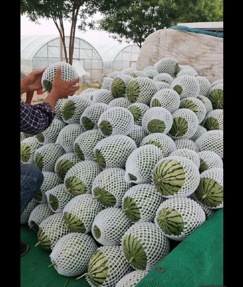 2K糖丸小吊瓜，皮毛好，糖度高。代发全国。