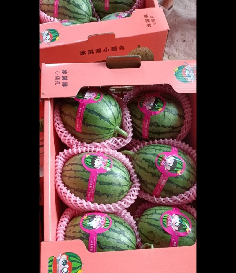 2K糖丸小吊瓜，皮毛好，糖度高。代发全国。