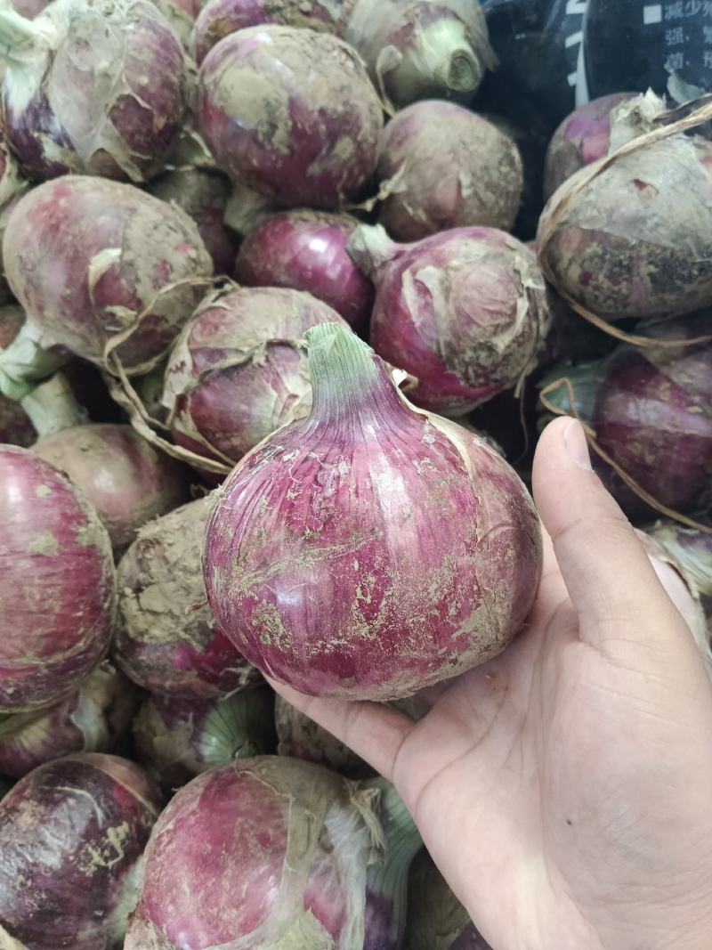 新洋葱《紫红皮》八零起步，扁型圆型都有