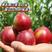 [油桃]各种油桃中油油桃原产地发货欢迎来电采购