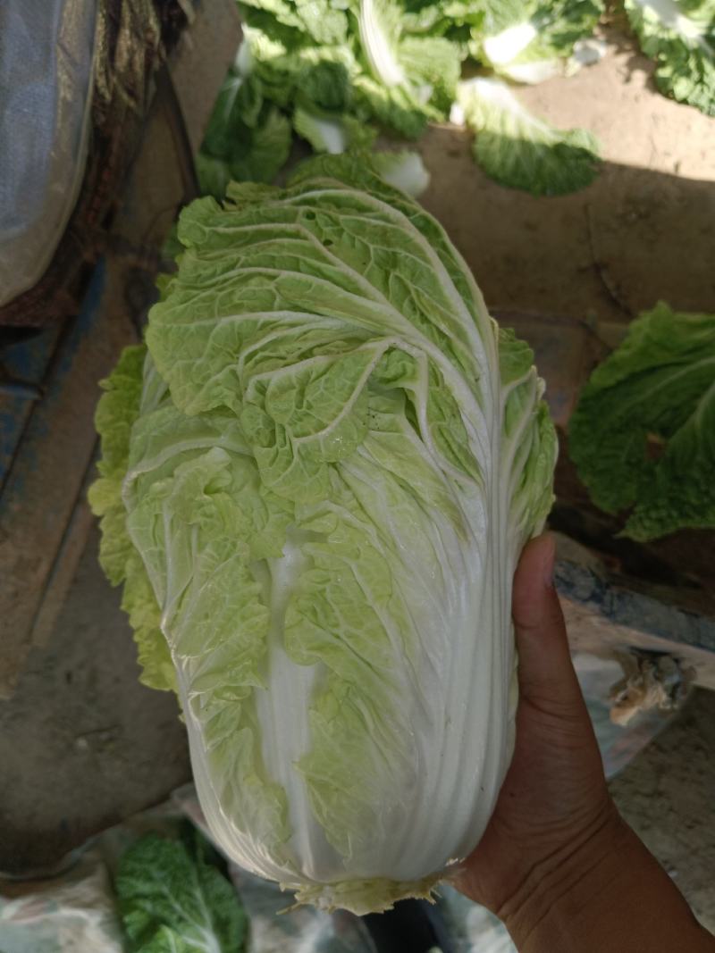 市场货，长白菜黄心菜，大量现货长期供应