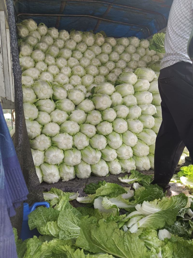 市场货，长白菜黄心菜，大量现货长期供应