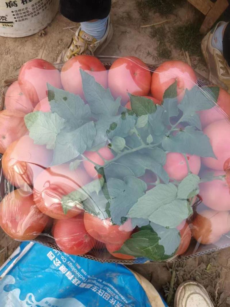 【硬粉西红柿】万亩种植基地品质保证价格实惠弧三起步