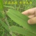 白洋淀野生芦苇叶味道香甜独特
