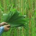 白洋淀野生芦苇叶味道香甜独特