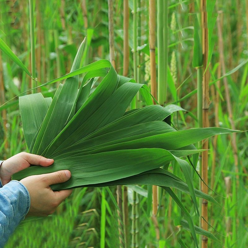 白洋淀野生芦苇叶味道香甜独特
