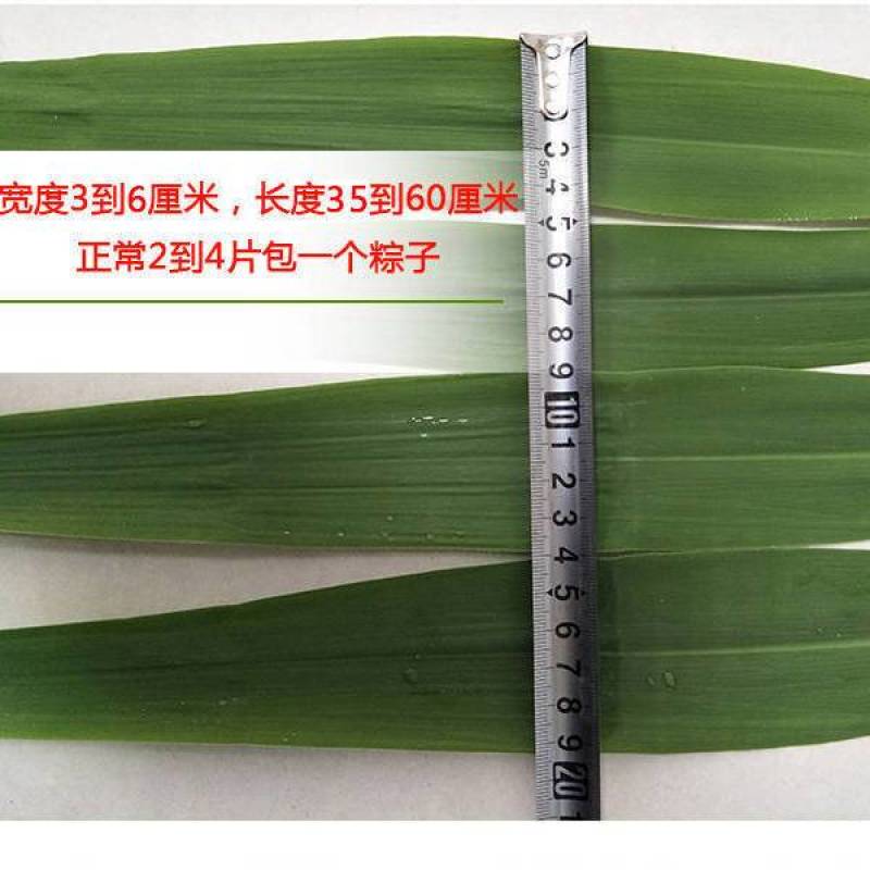 白洋淀野生芦苇叶味道香甜独特