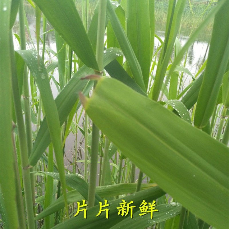 白洋淀野生芦苇叶味道香甜独特