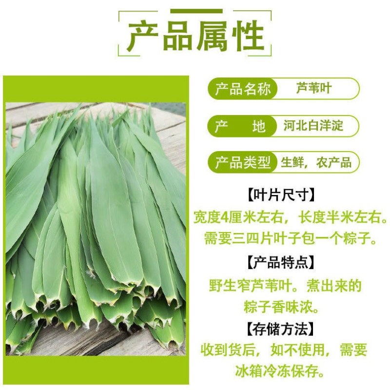白洋淀野生芦苇叶味道香甜独特