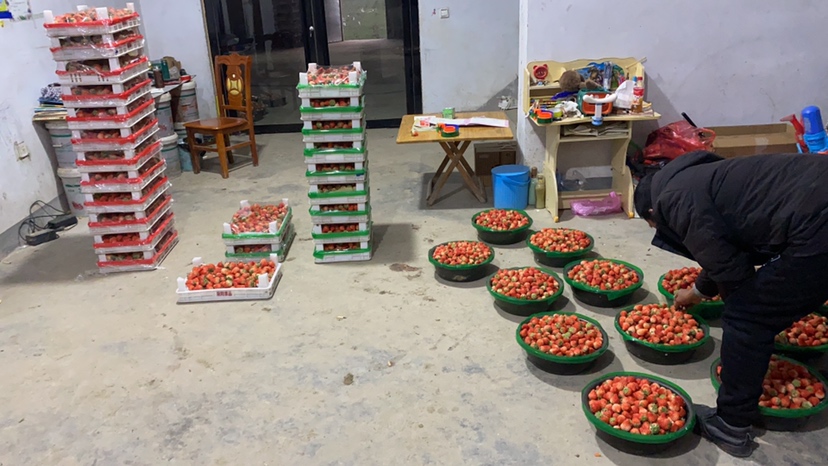 奶油草莓盆栽室内养护场景