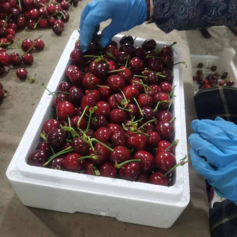 【现摘现发】美早樱桃品种齐全坏果包赔一手货源代发全国