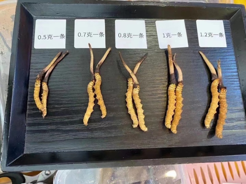冬虫夏草高海拔短把黄眼睛精品鲜草青海果洛玉树西藏那曲