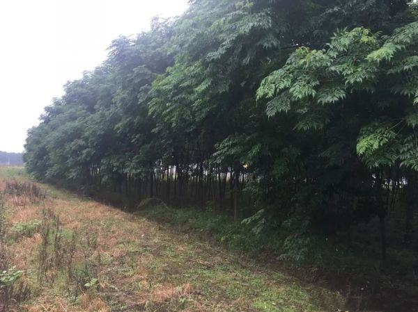 北溪村红枫林与村庄全景