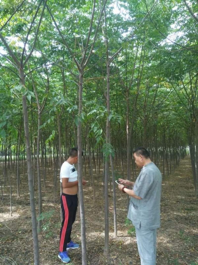 苦练树