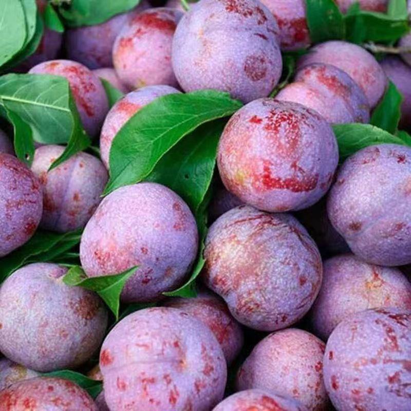 广东李子三华李大量有货现摘现发品质保证对接市场电商