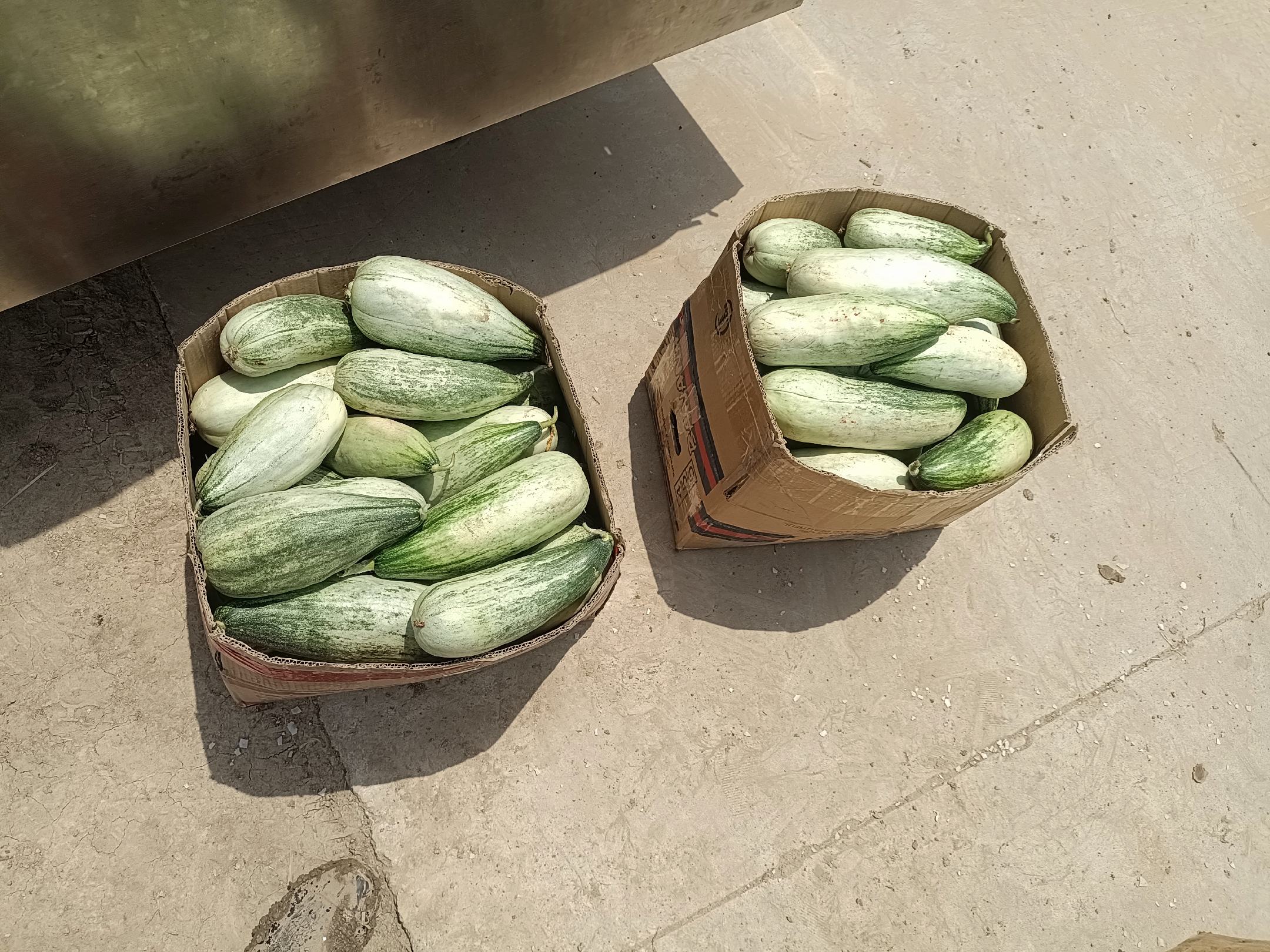 展示博洋甜瓜在农贸市场或超市销售的场景,瓜果整齐摆放,顾客挑选购买 博洋甜瓜在市场中销售场景