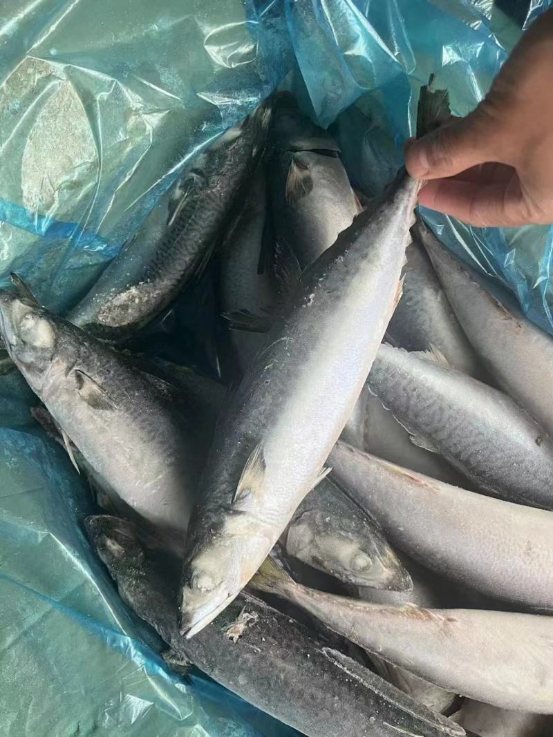 青占鱼青占鱼大鲅鱼青占鱼大鲐鲅鱼鲅鱼青占鲅鱼