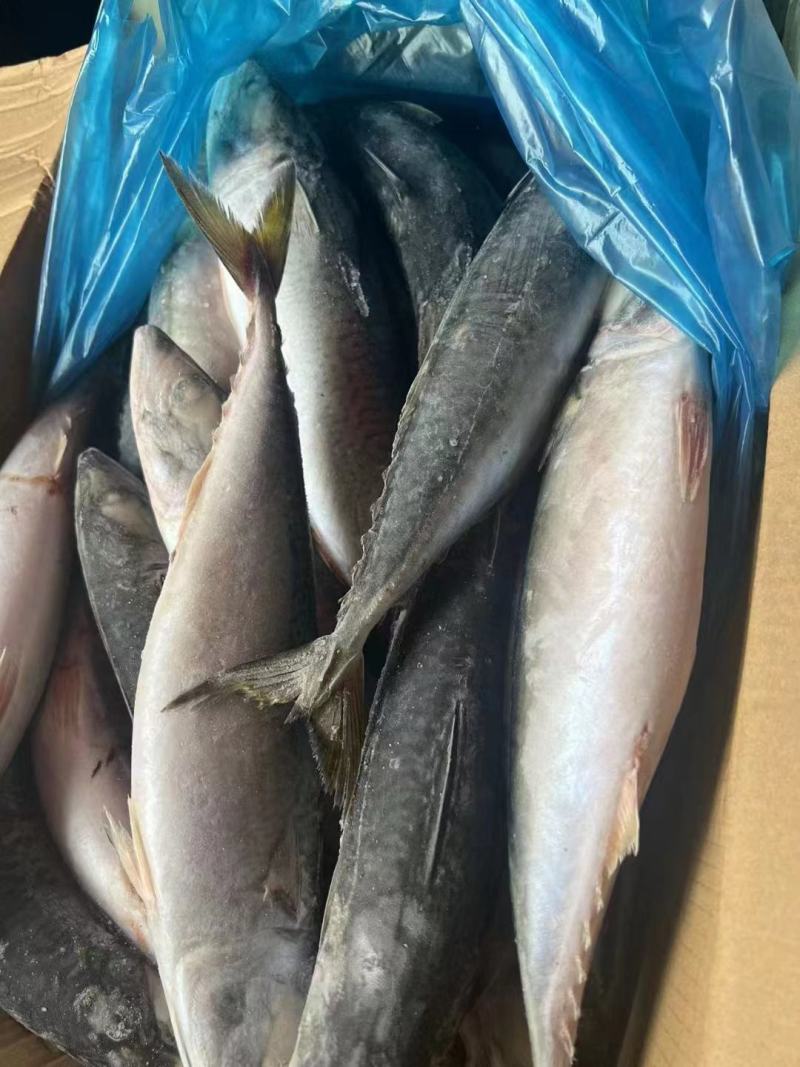 青占鱼青占鱼大鲅鱼青占鱼大鲐鲅鱼鲅鱼青占鲅鱼
