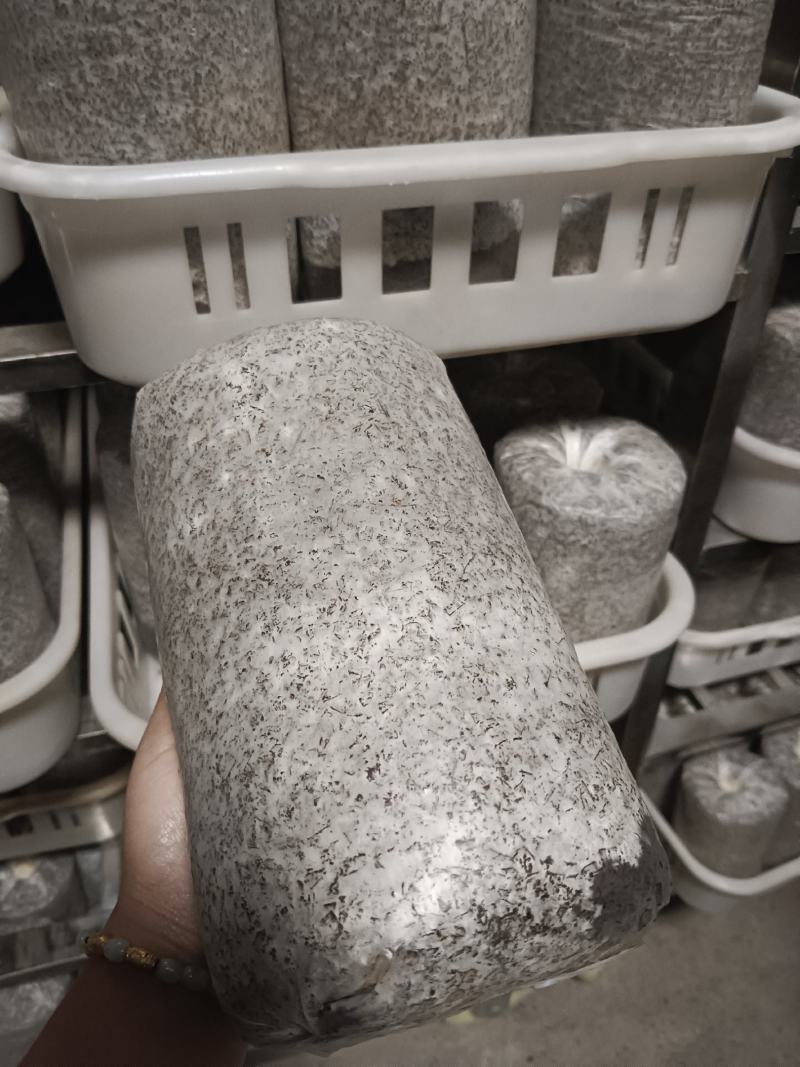 窝口灵芝菌包。大量供应。
